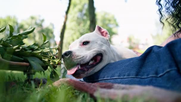 公園の散歩でピットブルの品種スタッフォードシャーテリアの美しい白い犬 オーナーストローク犬は彼女の夏を賞賛します — ストック動画