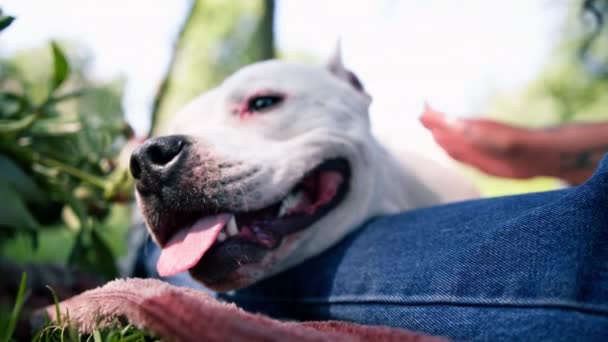 Красивая Белая Собака Питбуля Породы Стаффордширский Терьер Прогулке Парке Владелец — стоковое видео