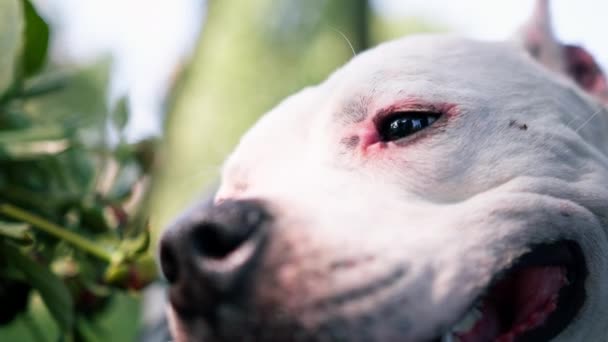 Portrait Beautiful White Dog Pit Bull Breed Staffordshire Terrier Walk — Stock Video