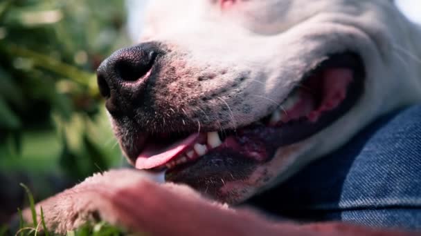 ピットブルの美しい白い犬の肖像画 スタッフォードシャーテリア 公園の休憩で散歩 — ストック動画