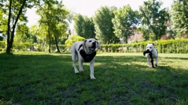 Vacker Vit Hund Grop Tjur Ras Staffordshire Terrier Promenad Parken — Stockvideo