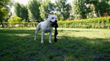 Pitbull 'un güzel beyaz bir köpeğinin portresi. Parkta yürüyüş yapan Stéfordshire teriyeri. Dişlerinde ip taşıyor.