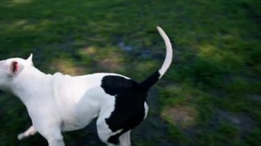 Pitbull 'un güzel beyaz köpeği Stamfordshire Teriyeri yazın parkta yürürken hayvan portresi ile tanışmaya geldi.