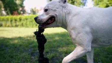 Büyük cinsli ve farklı renkte köpekler eğitim sahasında çimenlerde birlikte koşan bir oyuncakla oynuyorlar.
