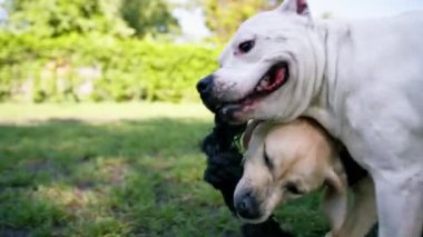 Pitbull 'un güzel beyaz köpeği Stamfordshire Teriyeri yazın parkta yürürken hayvan portresi ile tanışmaya geldi.