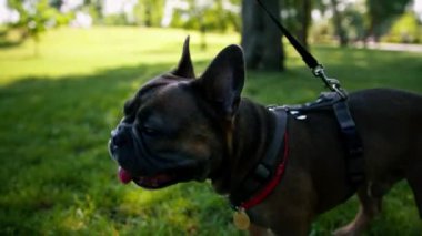 Parkta yürüyüşe çıkmış küçük sevimli bir köpek. Köpek çimleri üzerinde oynuyor.