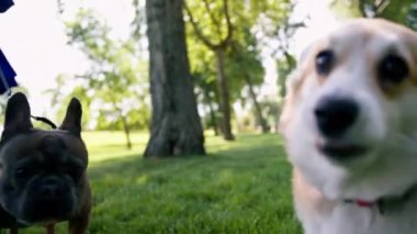 Küçük, kızıl tüylü, sevimli, tüylü bir Corgi köpeğinin portresi. Parkta yürüyen hayvanlar. Doğa yakın plan.