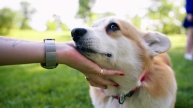 Parkta yürüyen küçük, kızıl tüylü, sevimli bir Corgi köpeğinin portresi. Doğadaki hayvanın sahibi tarafından okşanıyor.