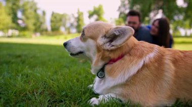 Köpeğin sahibi Fransız buldoguyla oynuyor ve Corgi de onları saldırganca parkta yürürken izliyor.