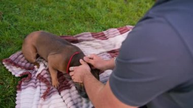 Sakallı bir adam köpeğiyle parkta dinleniyor. Fransız bulldog 'u dışarıda, çarşaf üzerinde piknikte yatıyor.