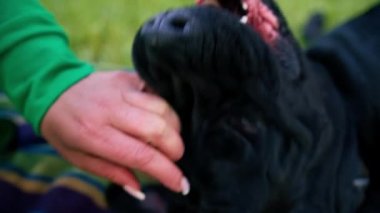 Büyük siyah bir köpek kamışı Corso 'su olan kadın antrenör parkta çim çalıyordu.