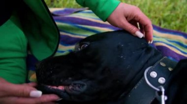 Büyük siyah bir köpek kamışı Corso 'su olan kadın antrenör parkta çim çalıyordu.