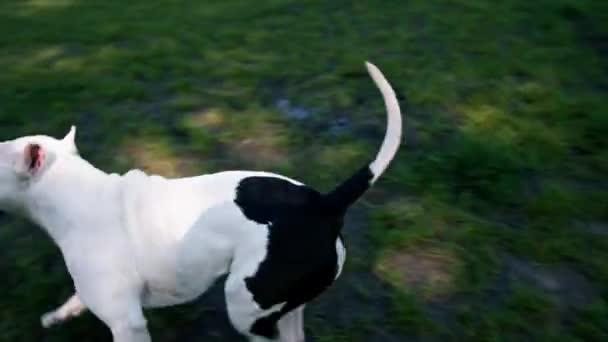 Όμορφο Λευκό Σκυλί Του Pit Bull Φυλή Staffordshire Terrier Μια — Αρχείο Βίντεο