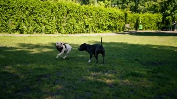 Hunde Großer Rassen Und Verschiedener Farben Spielen Mit Einem Spielzeug — Stockvideo