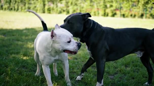 Σκύλοι Μεγάλων Φυλών Και Διαφορετικά Χρώματα Παίζουν Ένα Παιχνίδι Στο — Αρχείο Βίντεο