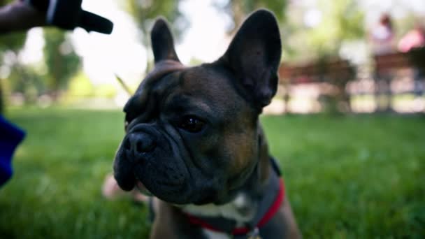 Piccolo Cane Carino Bulldog Francese Una Passeggiata Nel Parco Giocare — Video Stock