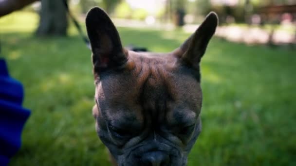 Pieni Söpö Koira Ranskalainen Bulldog Kävelyllä Puistossa Leikkii Ruoho Muotokuva — kuvapankkivideo