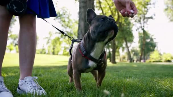 Pequeño Lindo Perro Francés Bulldog Paseo Parque Jugando Hierba Retrato — Vídeos de Stock
