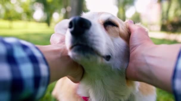 一只红头发的可爱的毛茸茸的科奇小狗在公园里散步时的肖像 这只小狗是由动物园里的动物的主人在大自然的密切合作下爱抚的 — 图库视频影像