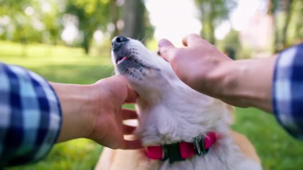 Porträtt Liten Rödhårig Söt Fluffig Corgi Hund Promenader Parken Som — Stockvideo