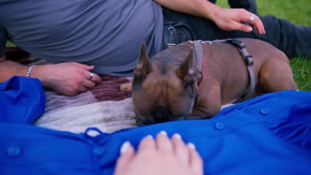 一对在大自然中休息的已婚夫妇躺在公园的一张床单上和一只法国斗牛犬的小狗玩耍 — 图库视频影像