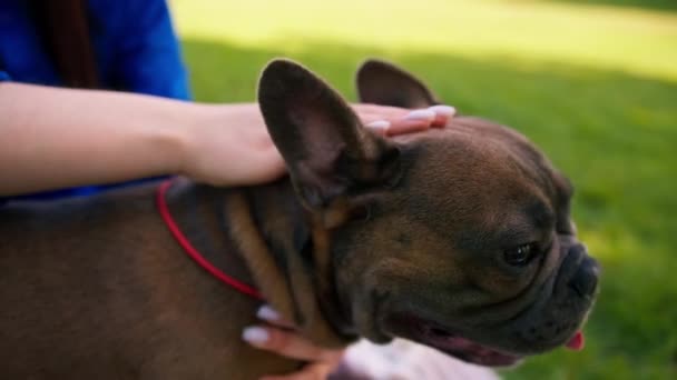 Pemilik Memelihara Dan Memuji Untuk Perilaku Yang Baik Kecil Bulldog — Stok Video