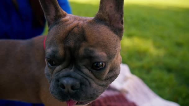 Omistaja Silittää Ylistää Hyvää Käytöstä Pieni Söpö Ranskalainen Bulldog Hymyilevä — kuvapankkivideo