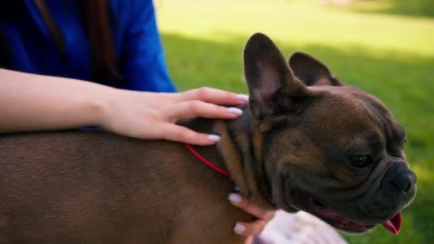 Eier Petting Ros God Oppførsel Liten Søt Fransk Bulldog Smilende – stockvideo