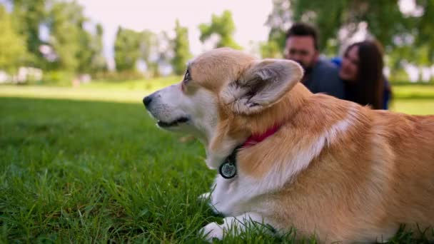 Ägaren Hundarna Leker Med Den Franska Bulldoggen Och Corgi Tittar — Stockvideo