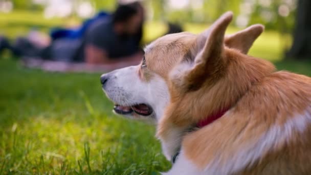 Владелец Собак Играет Французским Бульдогом Корги Смотрит Гуляет Парку — стоковое видео