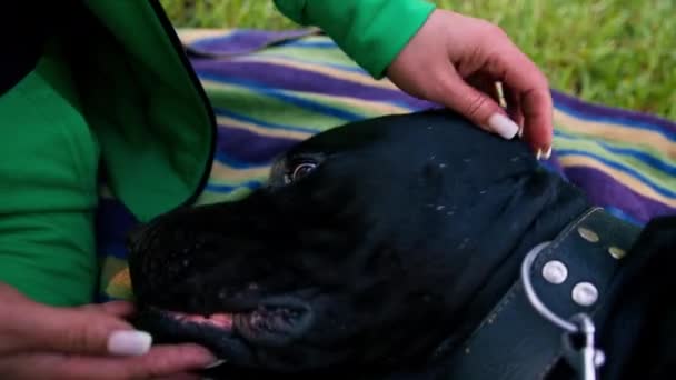 Жіночий Тренер Великою Чорною Собакою Тростиною Прогулянці Парку Відпочиває Граючи — стокове відео