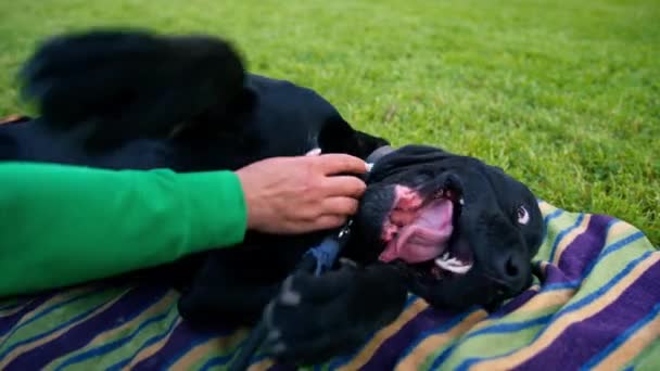 Женщина Тренер Большой Черной Собачьей Тростью Корсо Прогулке Парке Отдыхает — стоковое видео