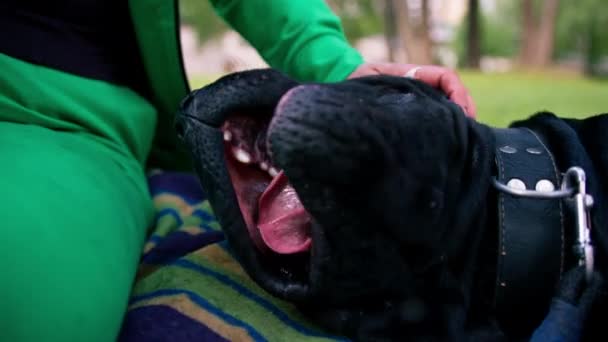 Γυναίκα Εκπαιδεύτρια Ένα Μεγάλο Μαύρο Σκυλί Από Ζαχαροκάλαμο Corso Μια — Αρχείο Βίντεο