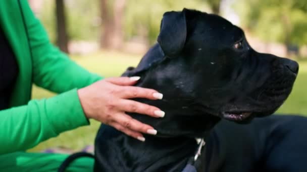 一个女人在公园里散步时训练了一只巨大的黑色肯恩科索犬 这只狗不服从狗的命令 并带上了皮带 — 图库视频影像