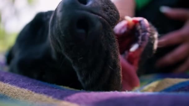 Γυναίκα Εκπαιδεύτρια Ένα Μεγάλο Μαύρο Σκυλί Από Ζαχαροκάλαμο Corso Μια — Αρχείο Βίντεο