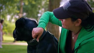 Bir kadın parkta yürürken büyük siyah bir Cane Corso köpeğini eğitiyor köpek itaatsizlik ediyor ve tasma takıyor.