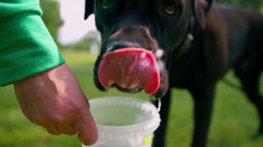Siyah bastonlu bir köpeğiyle parkta yürüyüş yapan bir kadın eğitmen su içer.