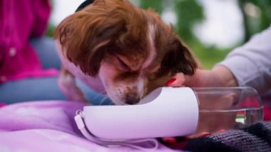 Parkta gezintiye çıkmış küçük sevimli köpeği olan kız, açık havadaki köpek içeceğine su döker.