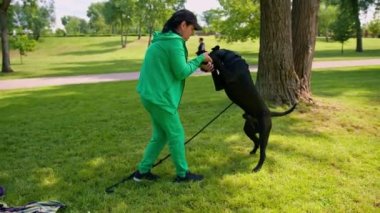 Bir kadın parkta yürürken büyük siyah bir Cane Corso köpeğini eğitiyor köpek itaatsizlik ediyor ve tasma takıyor.