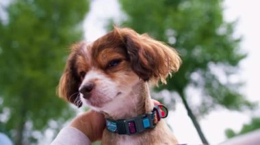 Parkta gezintiye çıkmış küçük, sevimli bir köpek. Evcil hayvan. Mutlu bir arkadaşlık.