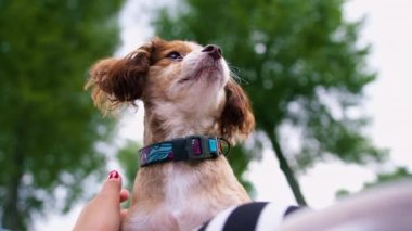 Parkta gezintiye çıkmış küçük, sevimli bir köpek. Evcil hayvan. Mutlu bir arkadaşlık.