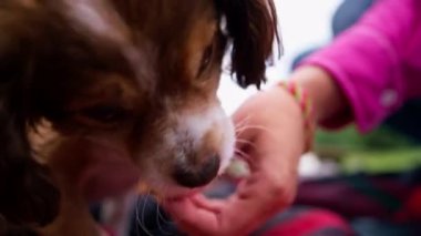 Küçük sevimli köpek, sahibini parkta gezintiye çıkarmış. Kız, kumandayı tamamlamak için evcil hayvana ikramda bulunuyor.