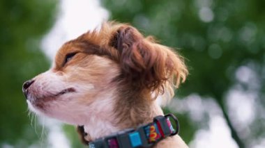 Parkta gezintiye çıkmış küçük, sevimli bir köpek. Evcil hayvan. Mutlu bir arkadaşlık.