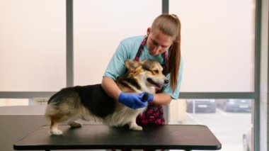 Genç kız bir Corgi köpeğinin bacaklarını dikkatlice kesiyor, profesyonel hayvan bakım salonundaki kürkü kesiyor.