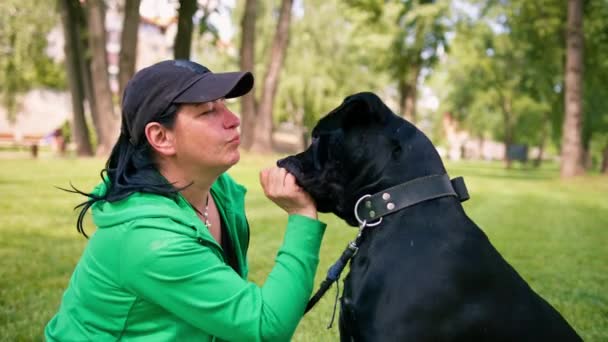 Woman Trains Large Black Cane Corso Dog Walk Park Dog — Stock Video