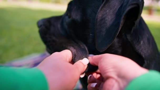 公園の散歩中に大きな黒い犬の杖を持った女性のトレーナーが芝生を再生 — ストック動画