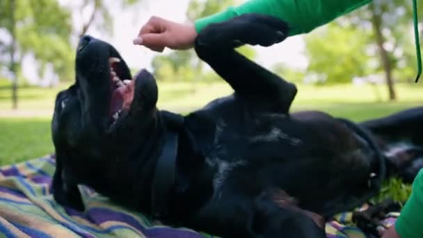 Female Trainer Big Black Dog Cane Corso Walk Park Resting — Stock Video