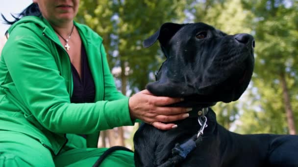 一个女人在公园里散步时训练了一只巨大的黑色肯恩科索犬 这只狗不服从狗的命令 并带上了皮带 — 图库视频影像