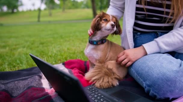 Маленькая Забавная Симпатичная Собачка Хозяином Прогулке Парку Девушка Работает Компьютере — стоковое видео