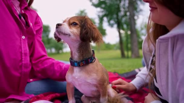 Lesbiske Kjærester Hvilende Parken Med Liten Søt Hund Laptop Familie – stockvideo